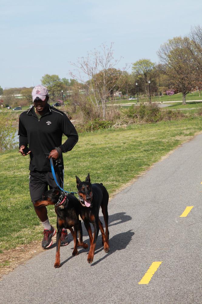 A man jogs his two dogs along a paved multi-use trial.