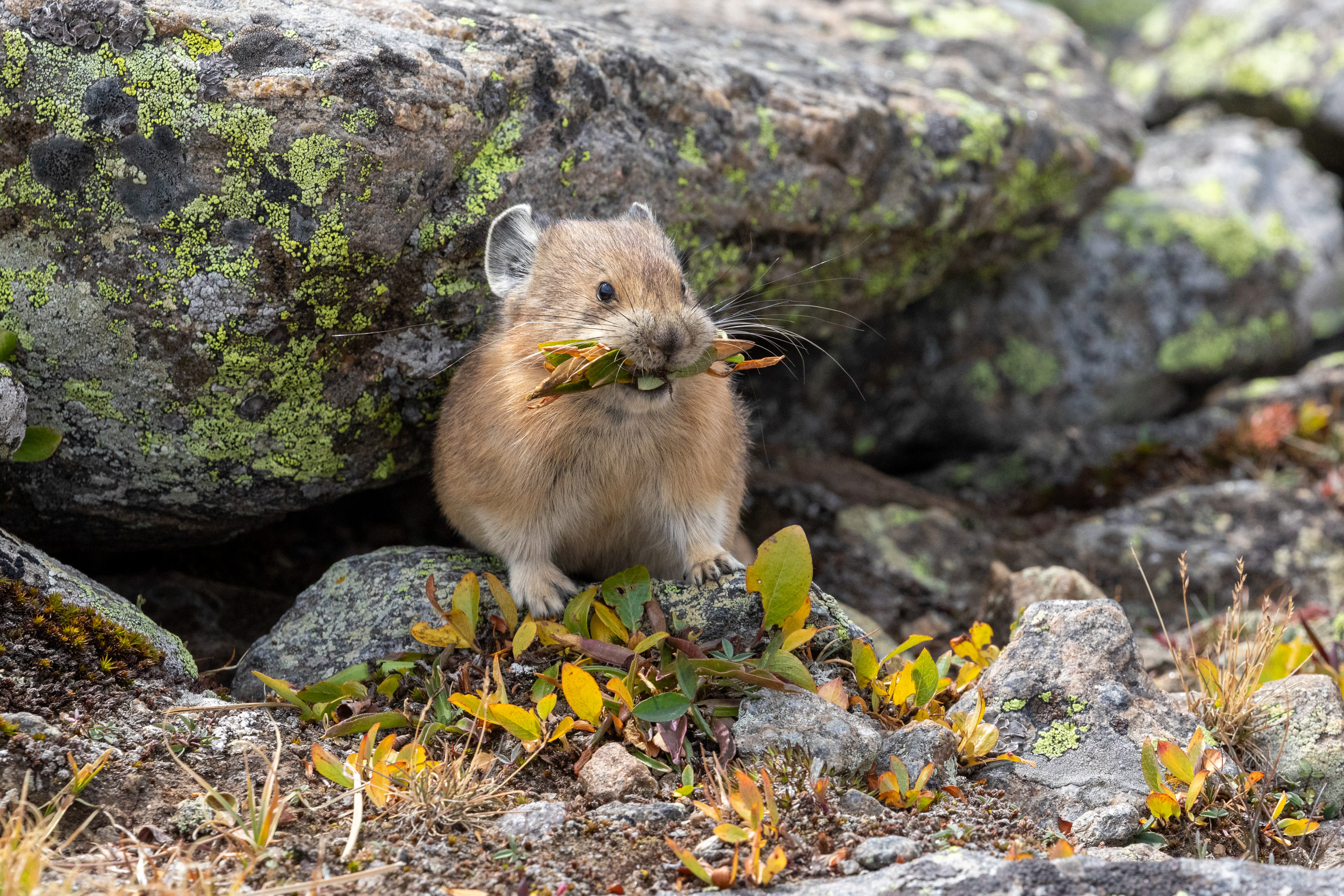 A pika is standing next to a small rock. It has yellow and green leaves in its mouth