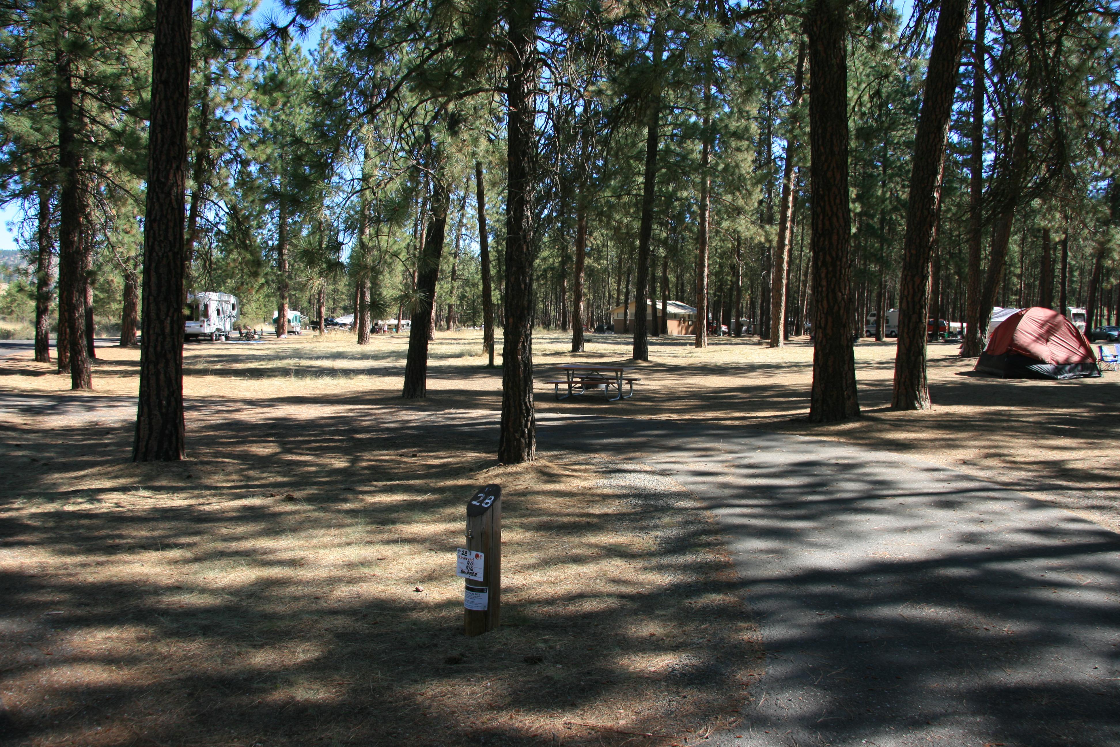 A view through the pines with campsites scattered throughout and a bathroom structure beyond.