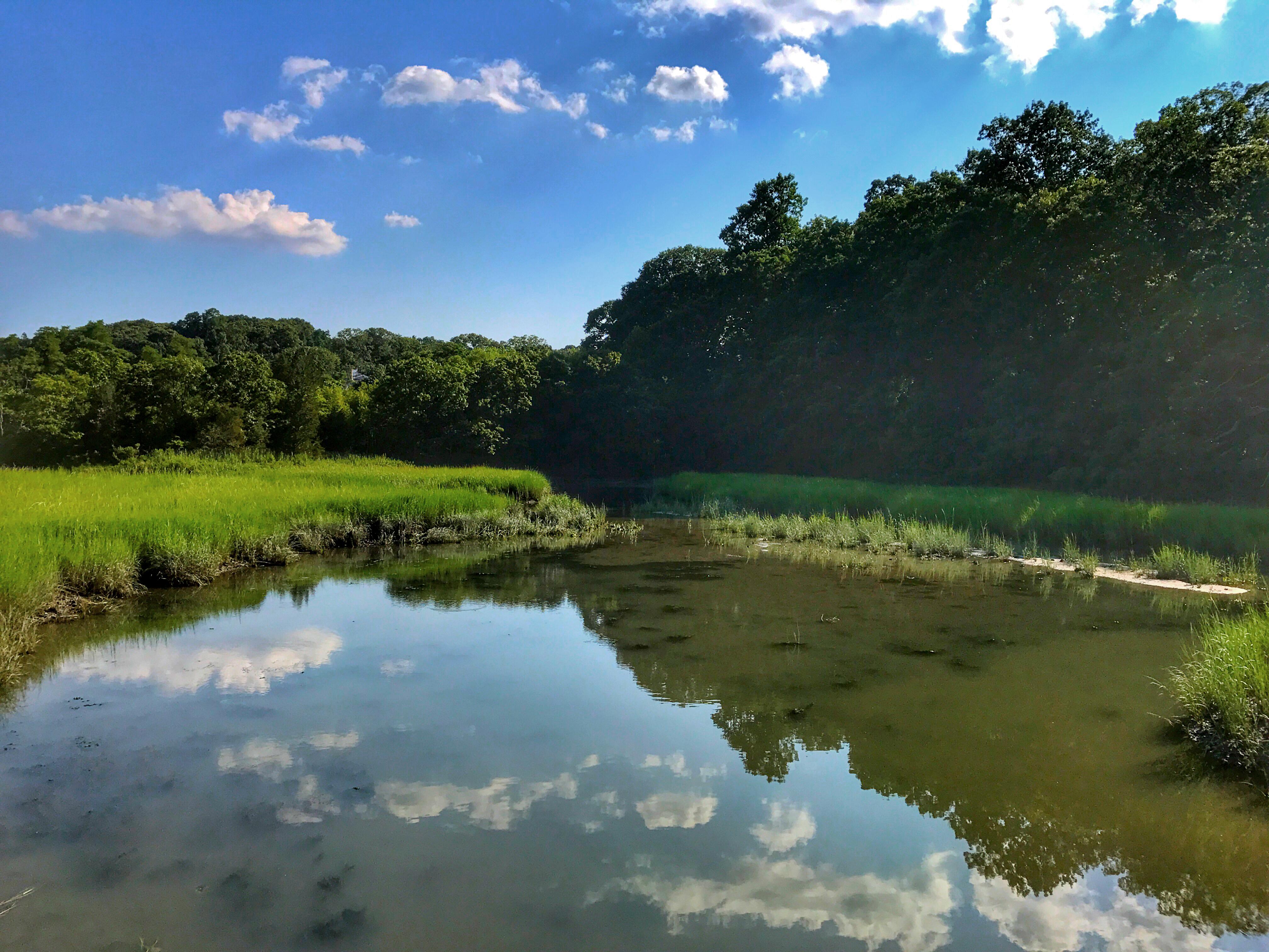 A tidal creek with high grass on the banks, trees in the background and blue sky.