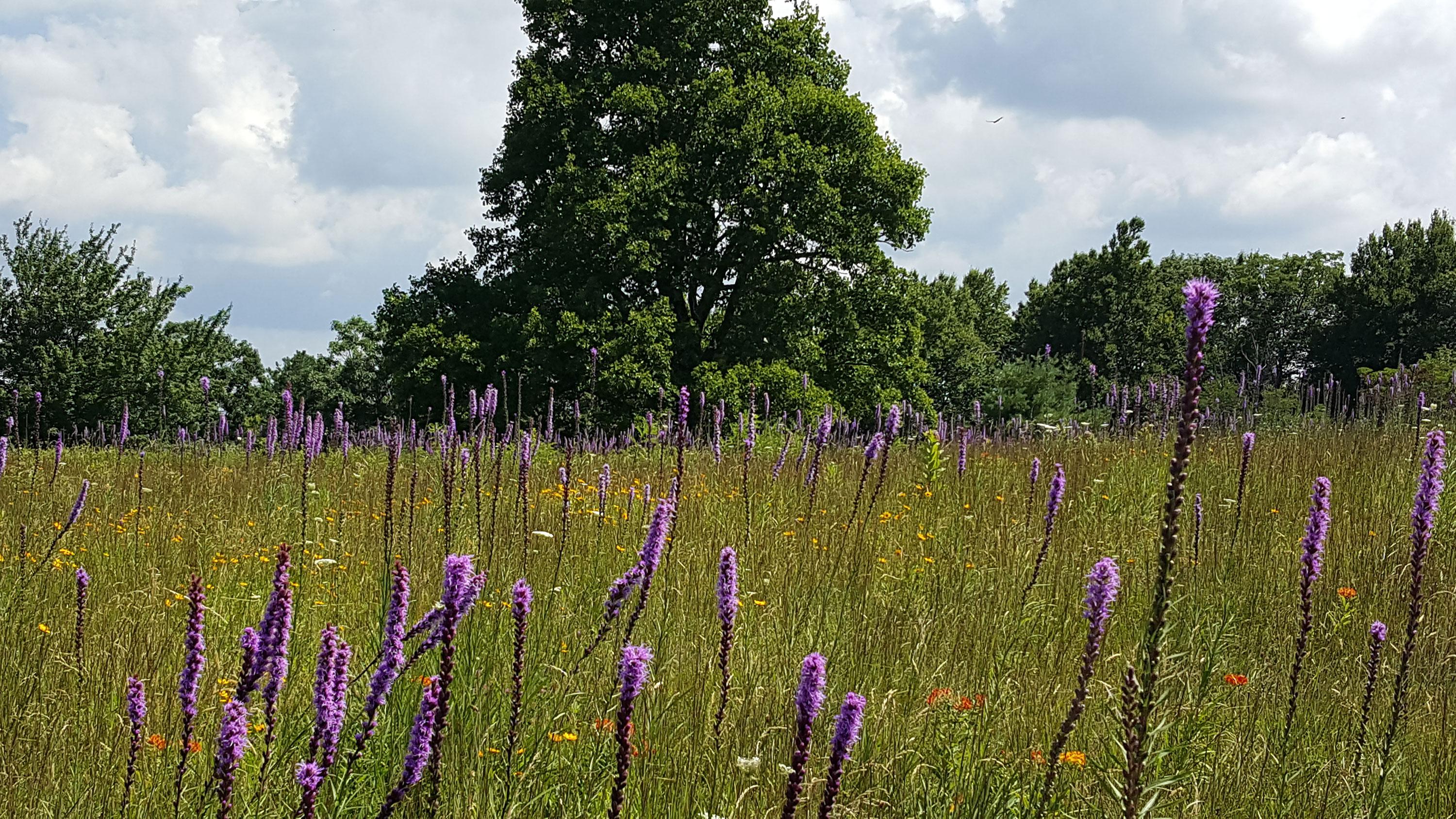 Purple, spiked liatris and yellow coreopsis wildflowers in a meadow on the edge of a forest