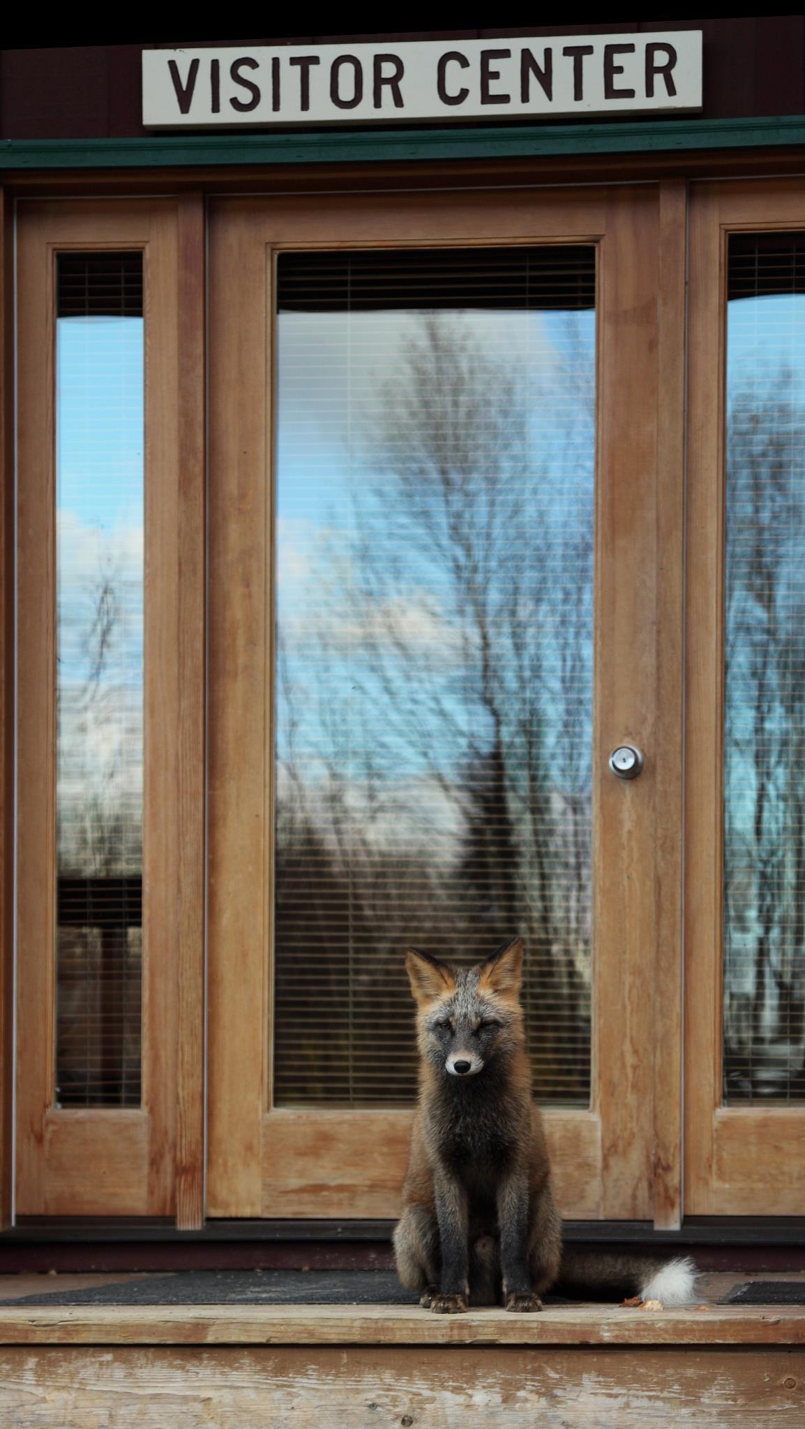 A red fox sitting on a porch in front of a door with a sign with the words "visitor center" above.