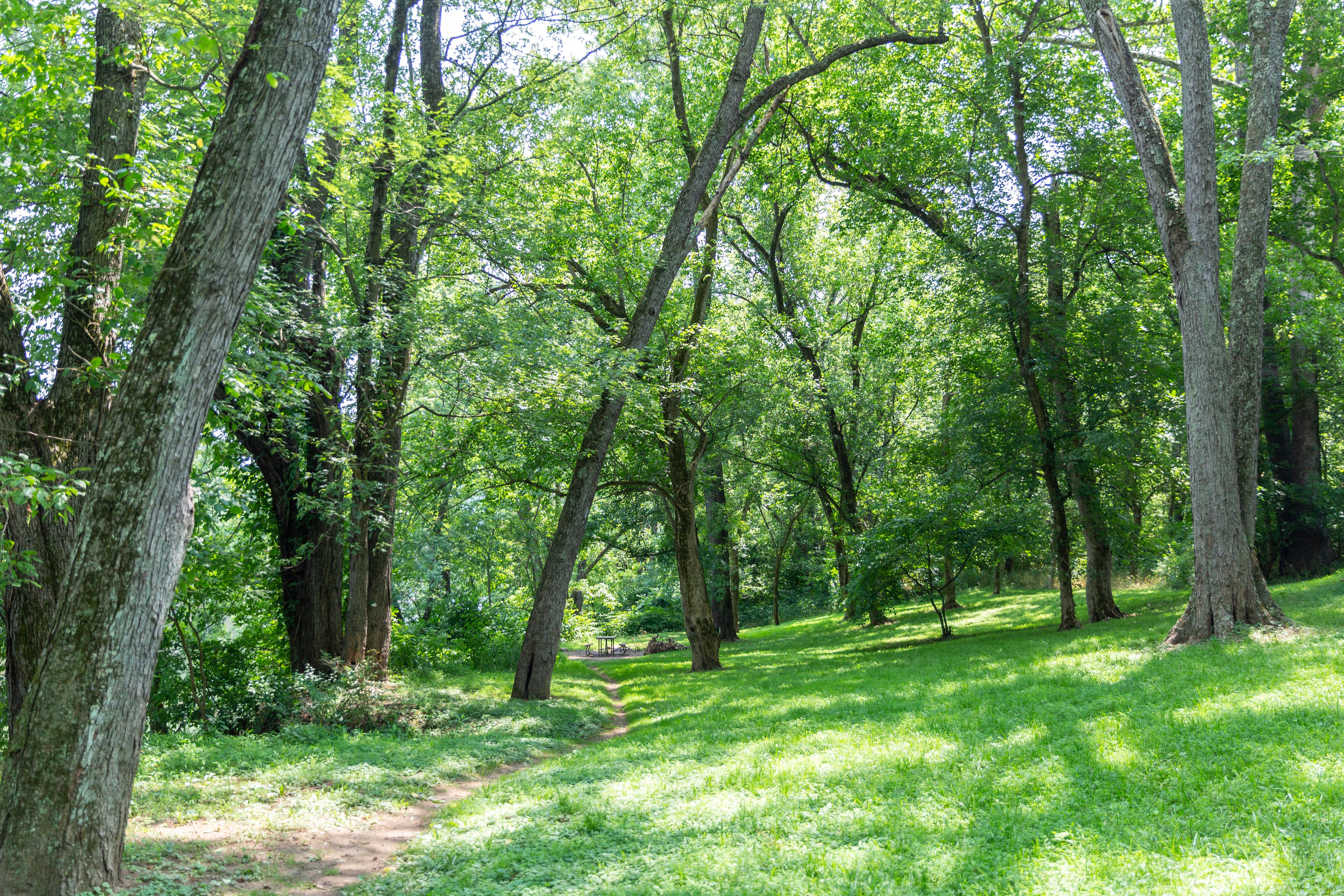 A dirt path cuts through the trees to a distant campsite.