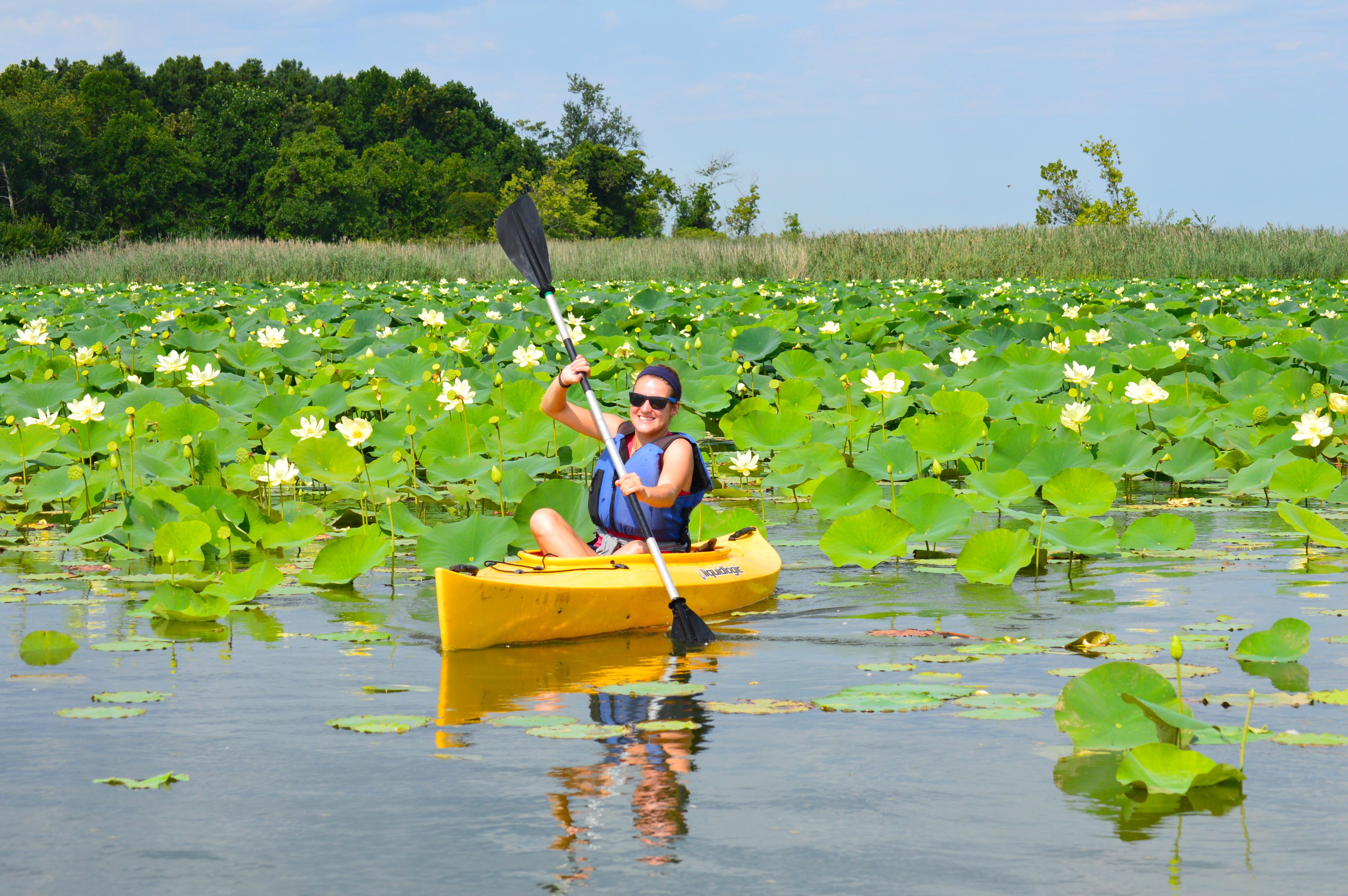 A person in a yellow kayak paddles through lotus blossoms.