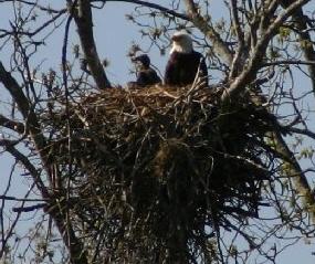 bald eagles nesting