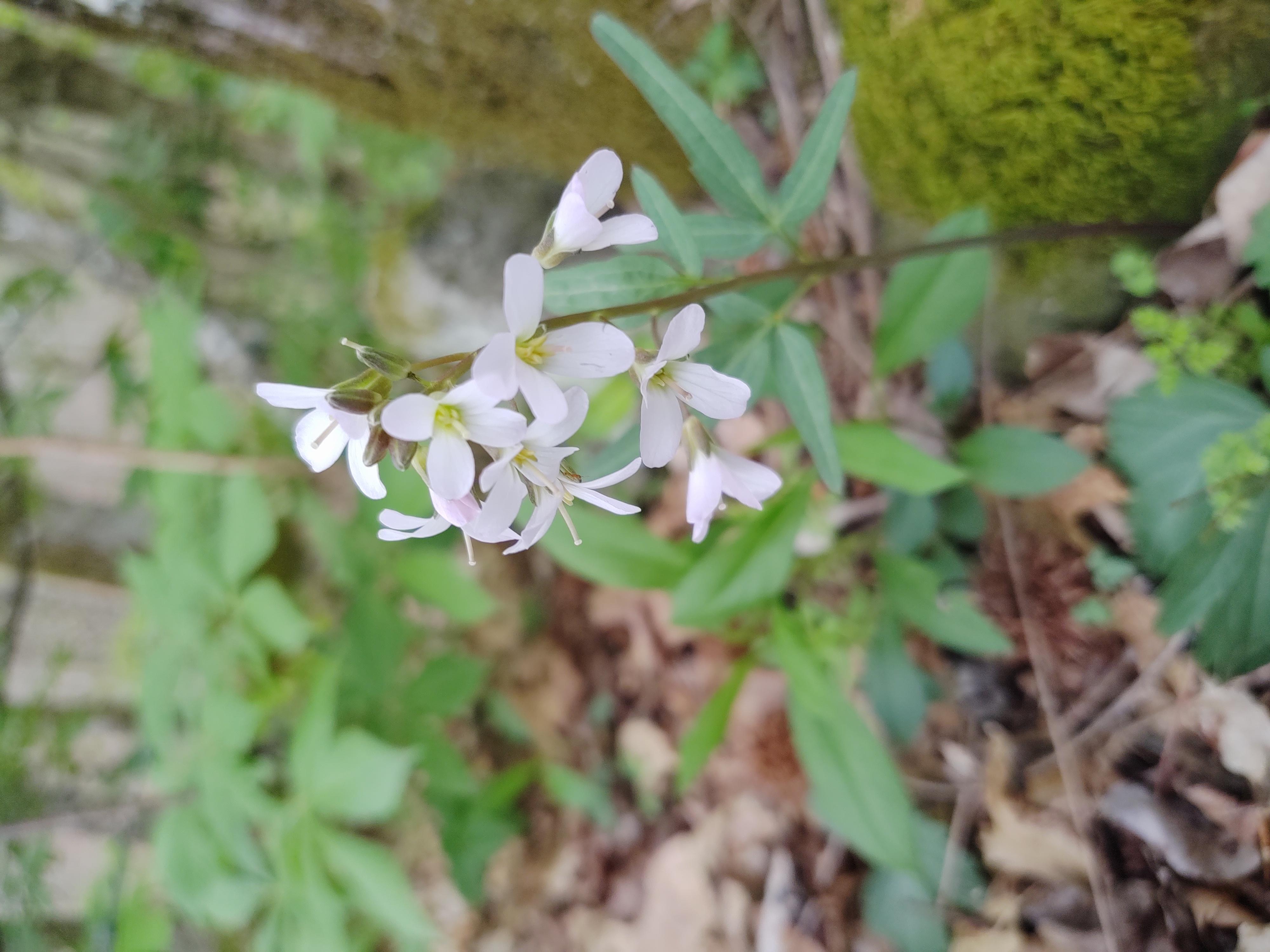 early spring native flowers