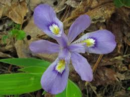 native plants found in the park