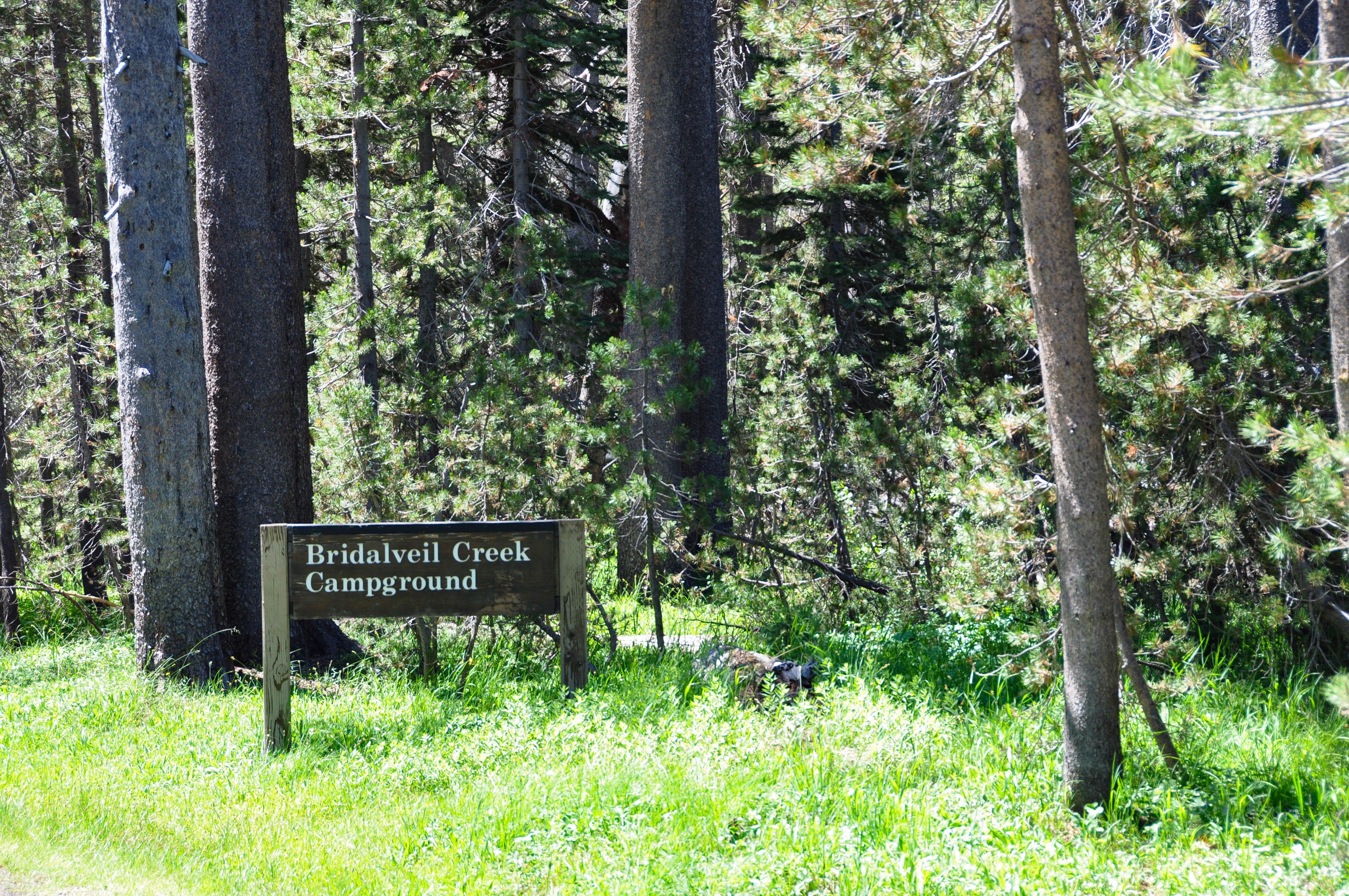 A wood sign at the entrance to a campground reads, Bridalveil Campground.