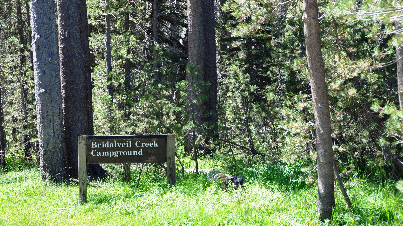 Picture of Bridalveil Creek Campground