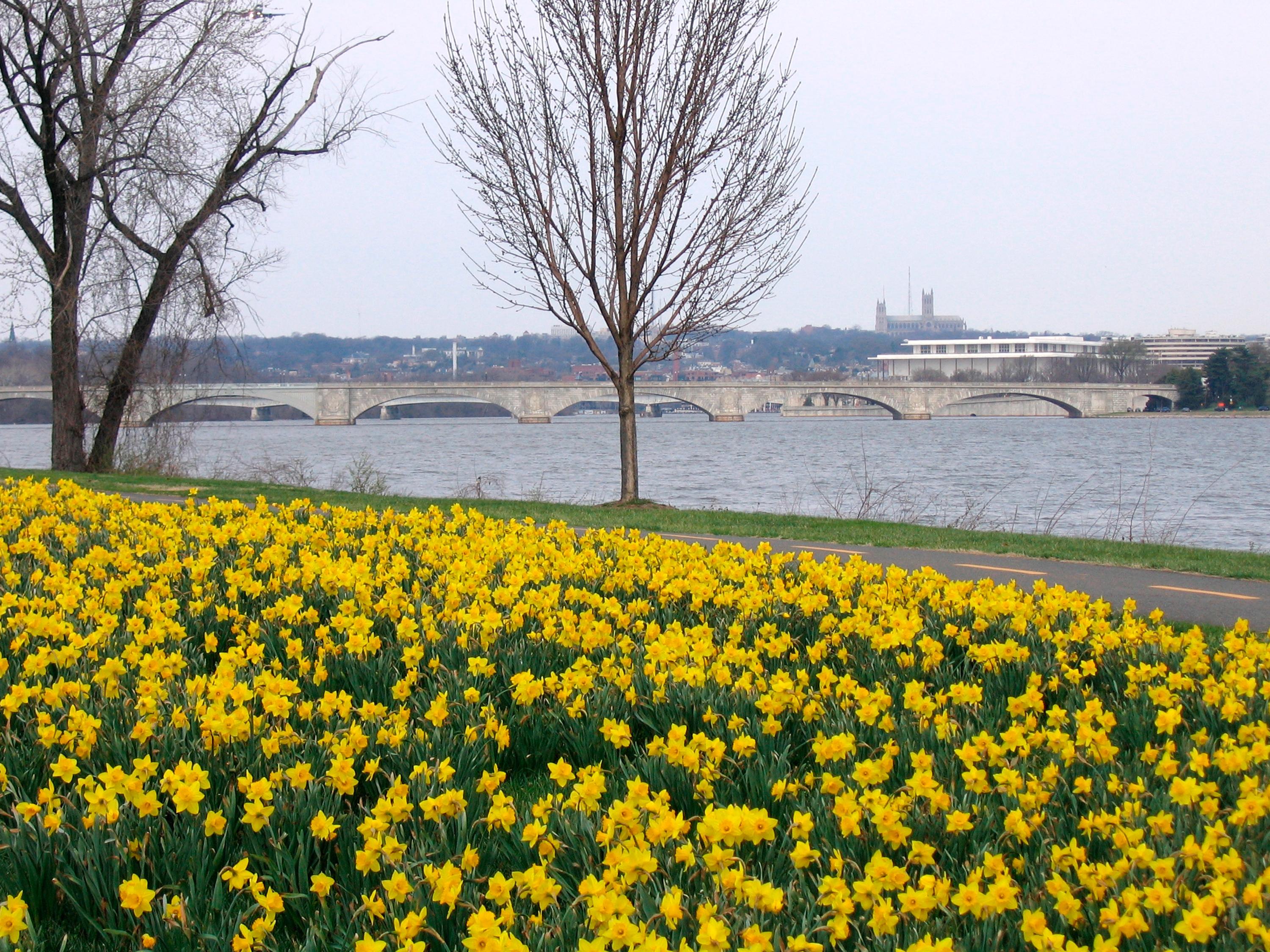 View from the the LBJ memorial of numerous daffodils and the Potomac River.