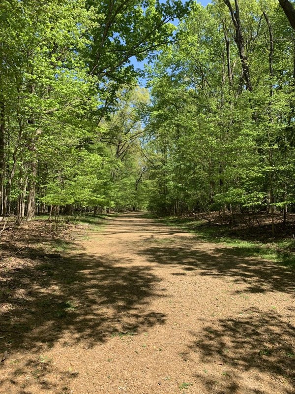 A gravel path winds through a forest 