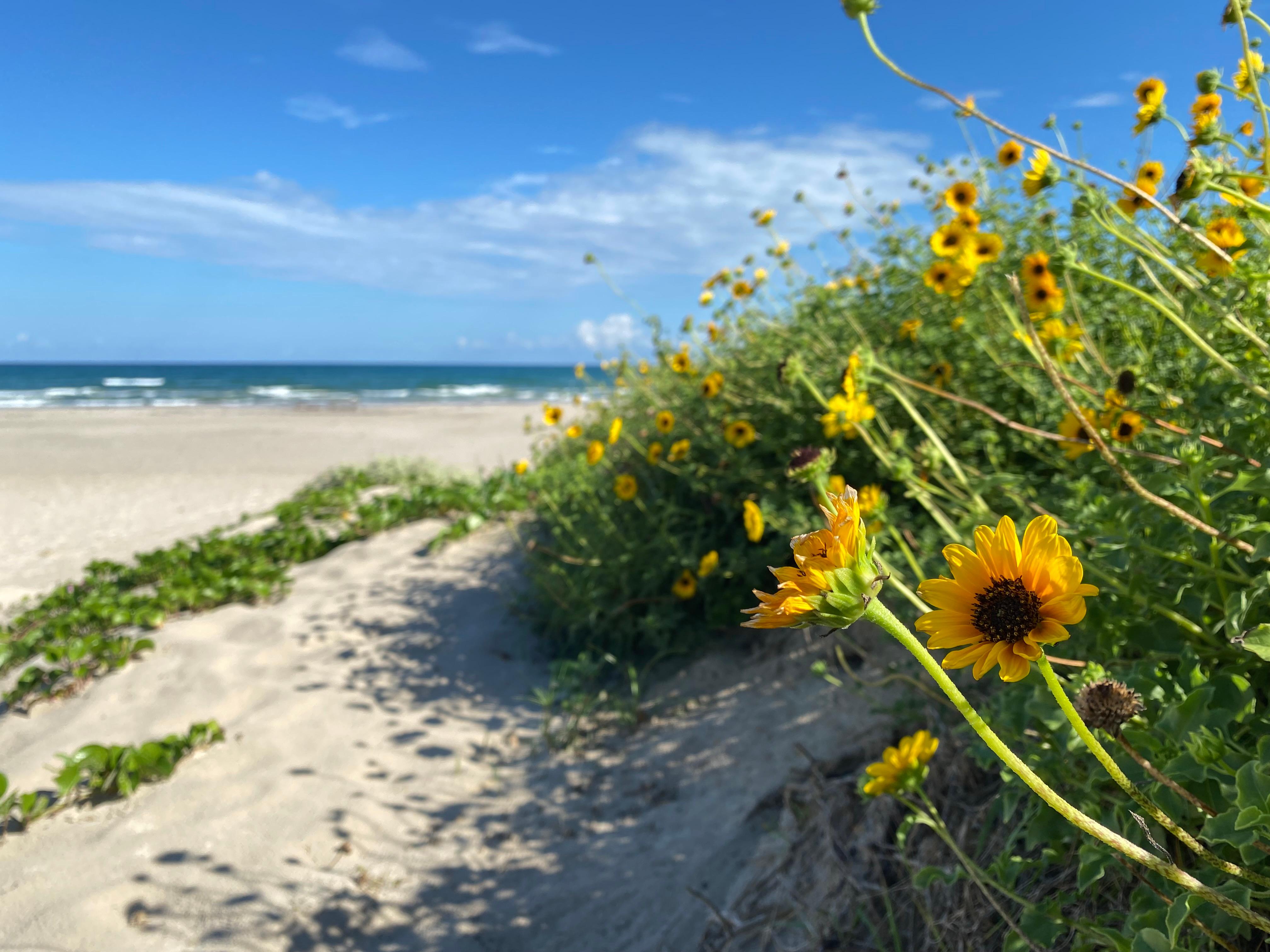 Yellow flowers bloom in the dunes along Malaquite Beach.