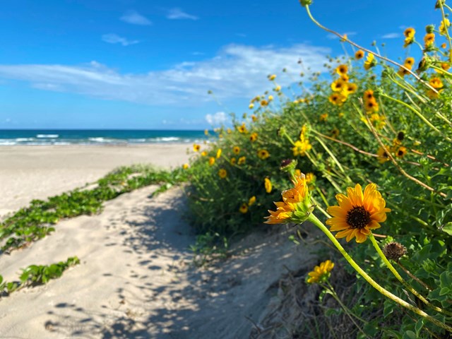 Padre Island National Seashore