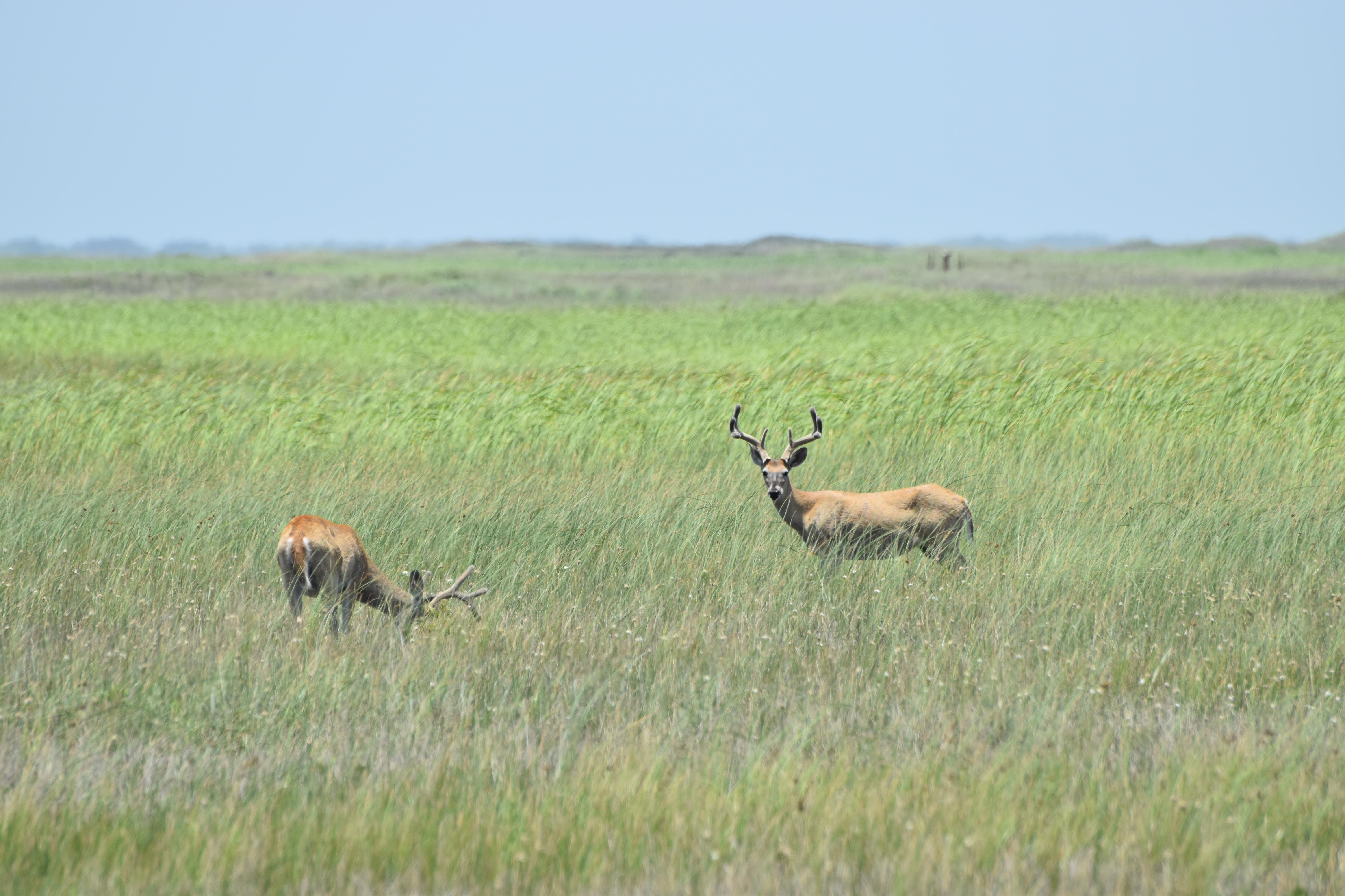 Two deer feed on grass. Their antlers have velvet on them.