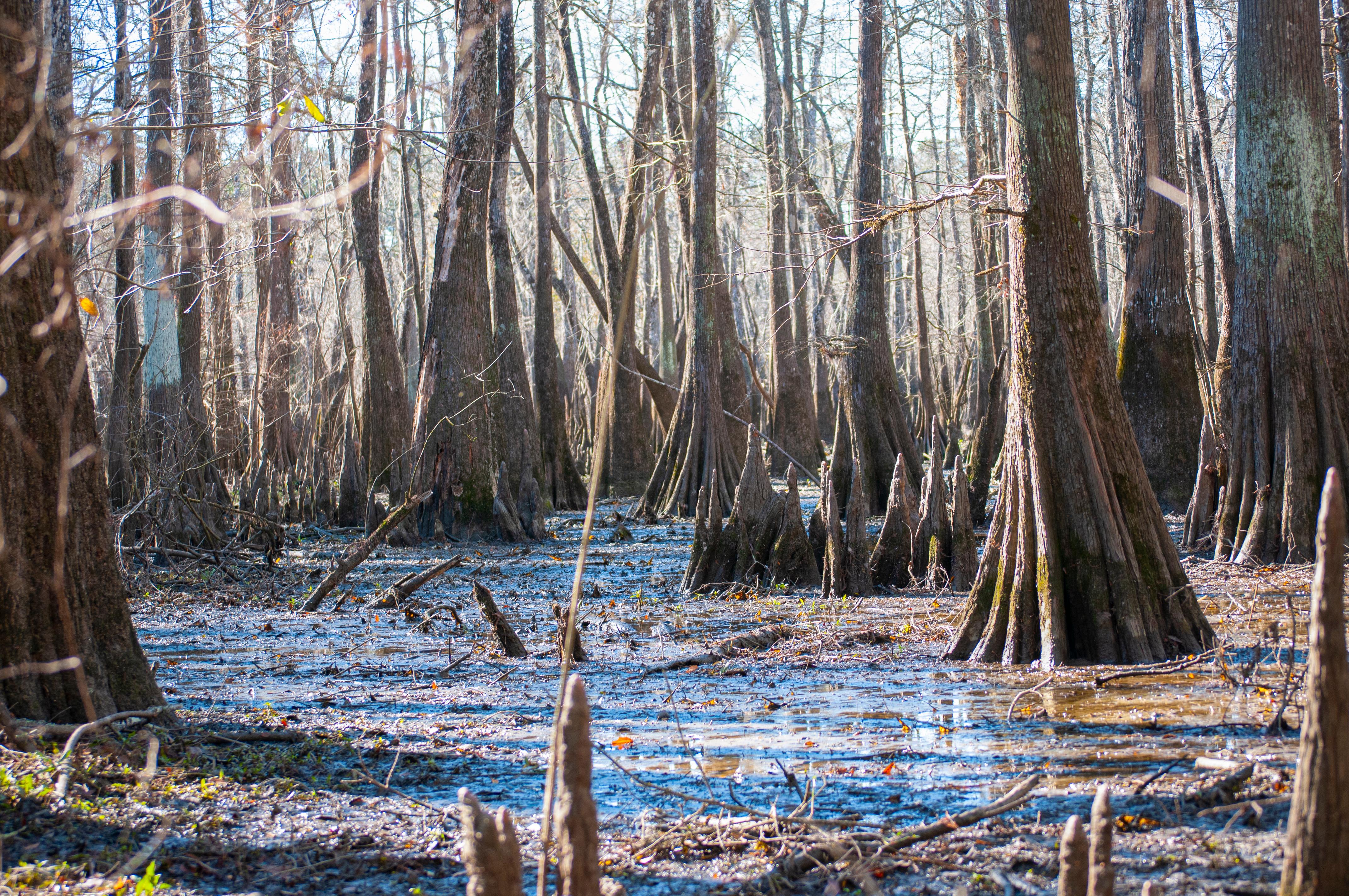 Leafless bald cypress trees and knees stand in a swamp filled with leaves and branches in winter.