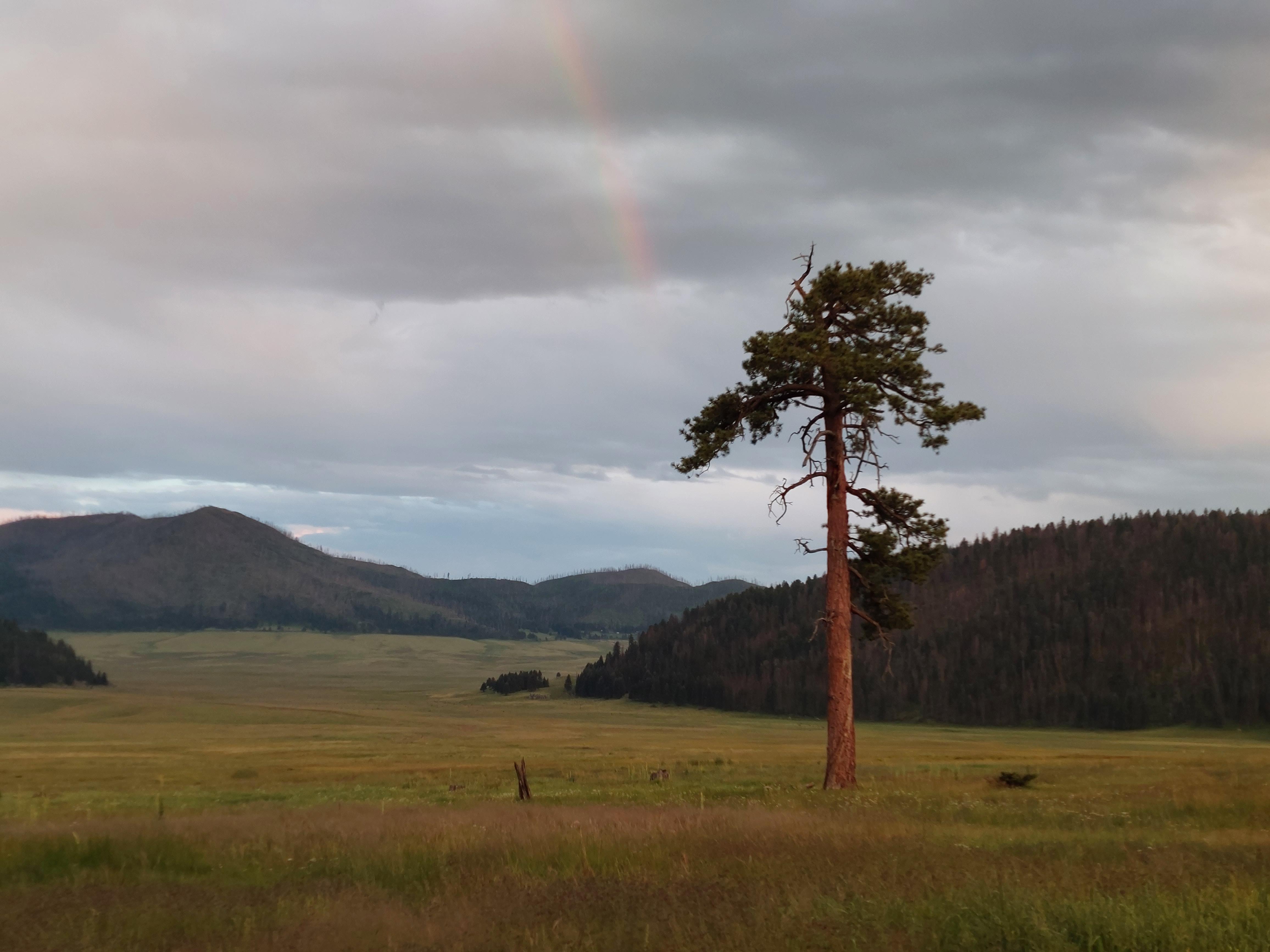 A rainbow coming down across a grassy valley with a pine tree.