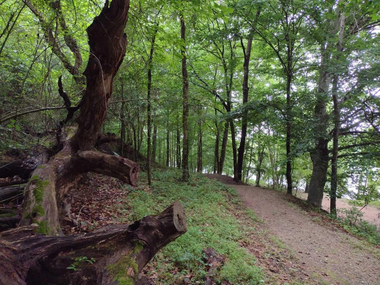 A dirt trail winds along in a forest.
