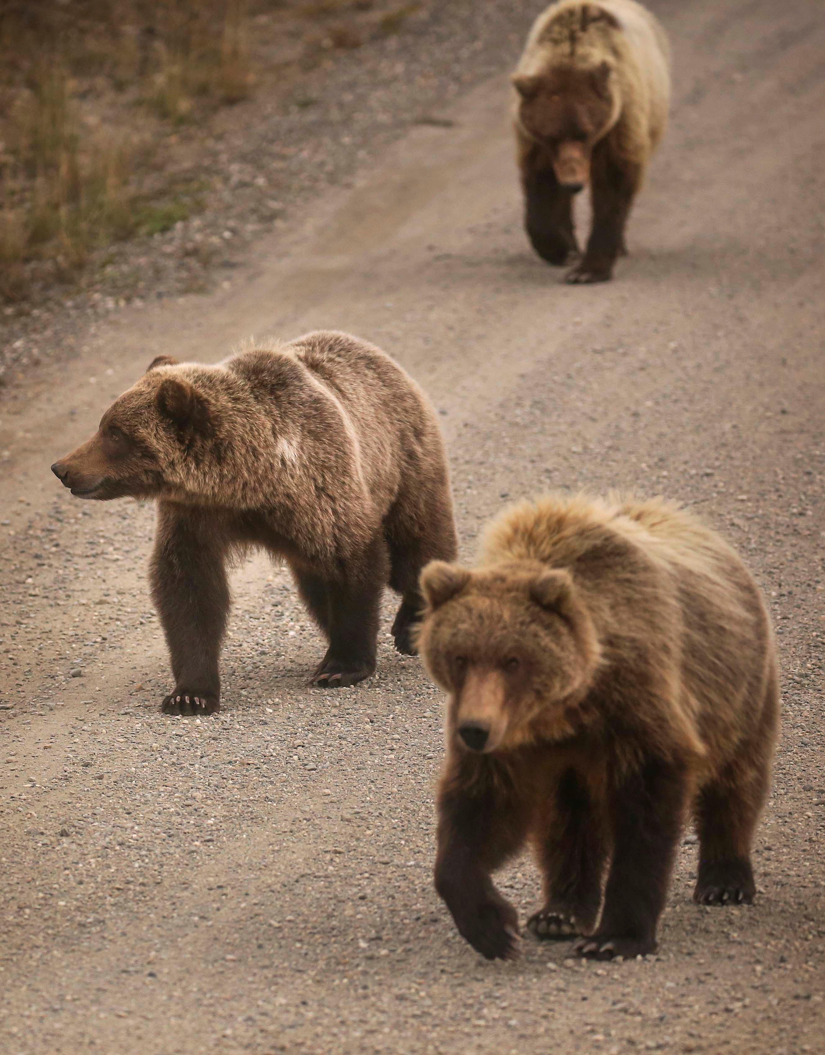 three brown bears walking along a dirt road