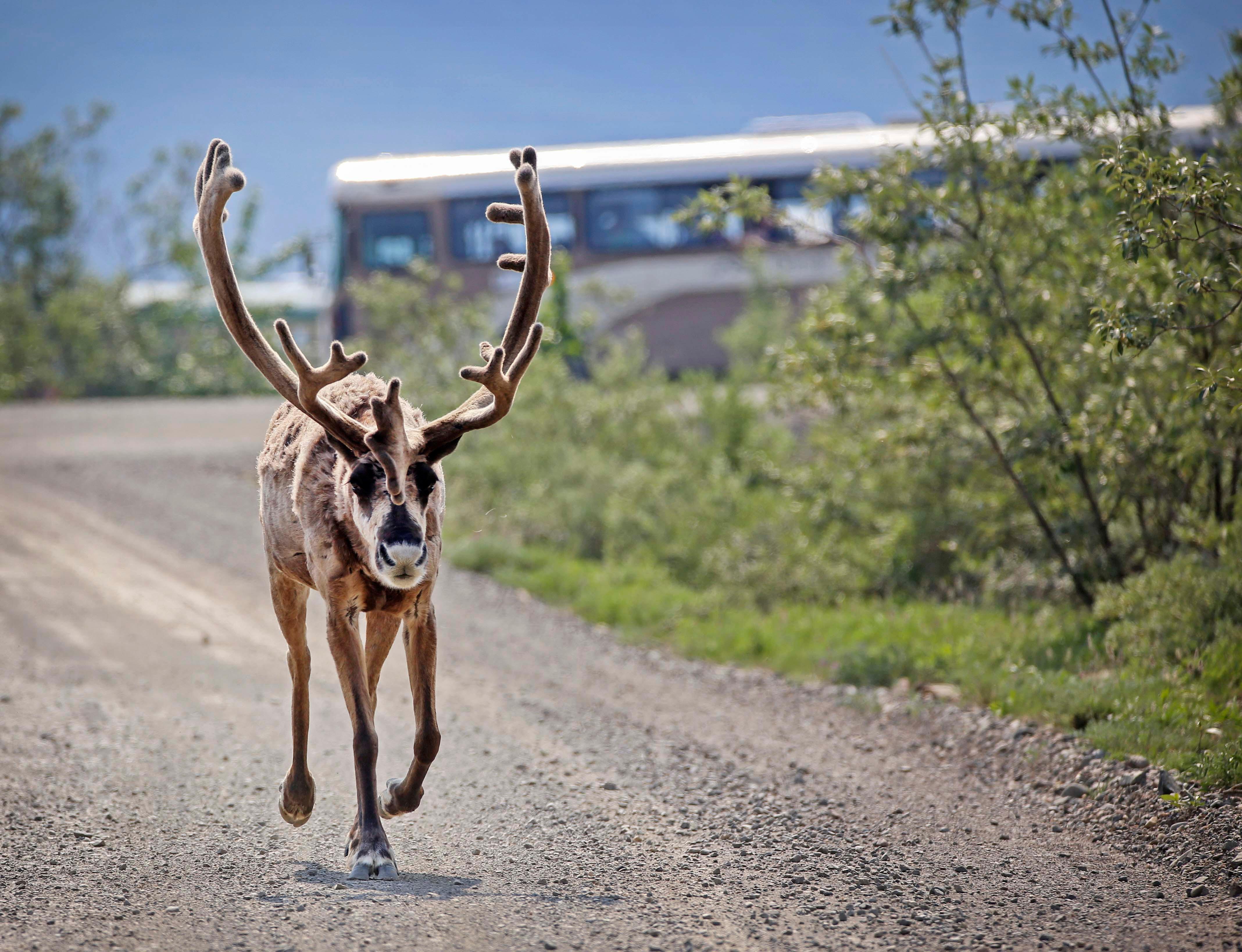 a bus on a gravel road behind a large caribou that is trotting on the road