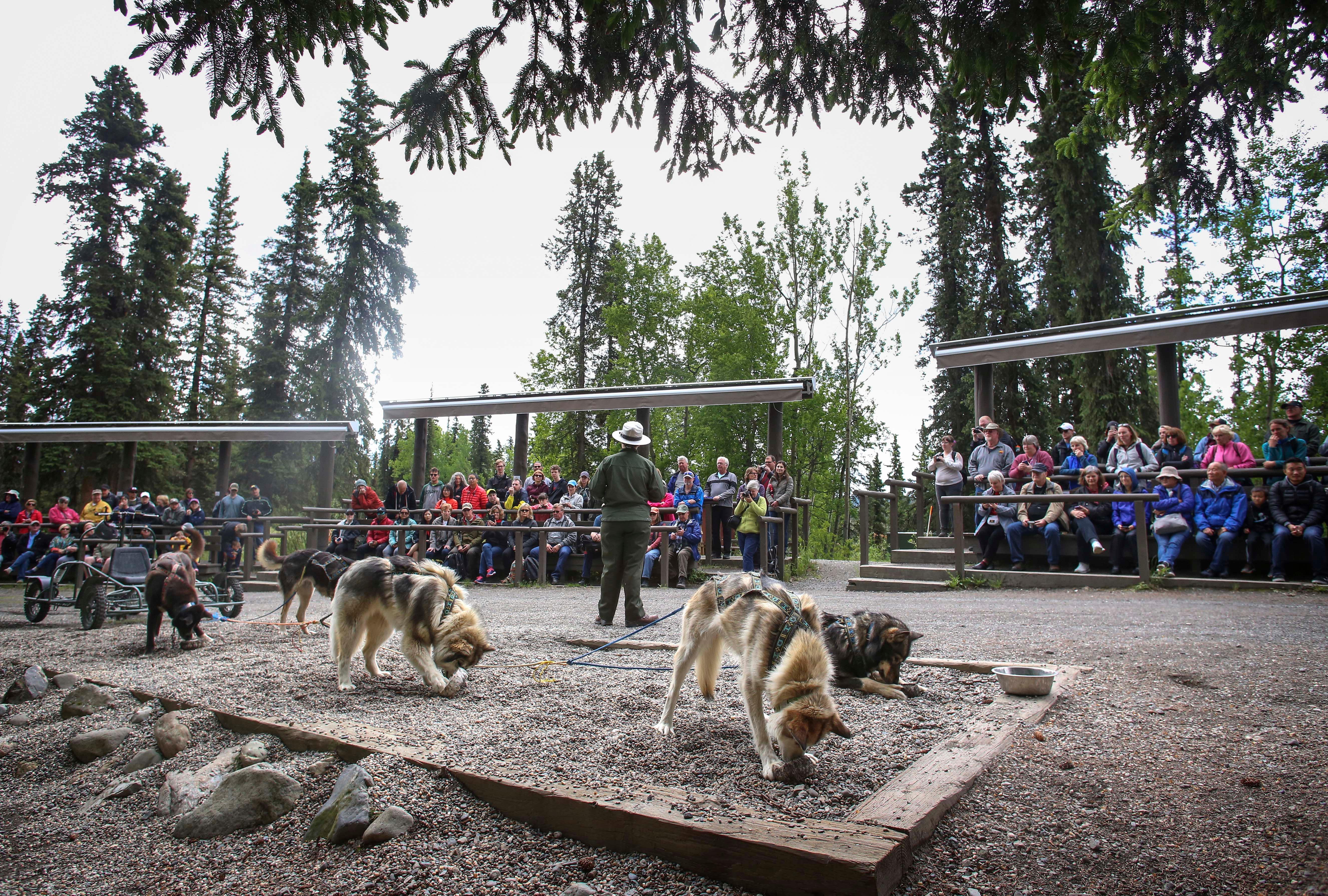 a large seated crowd faces a park ranger and a small group of sled dogs