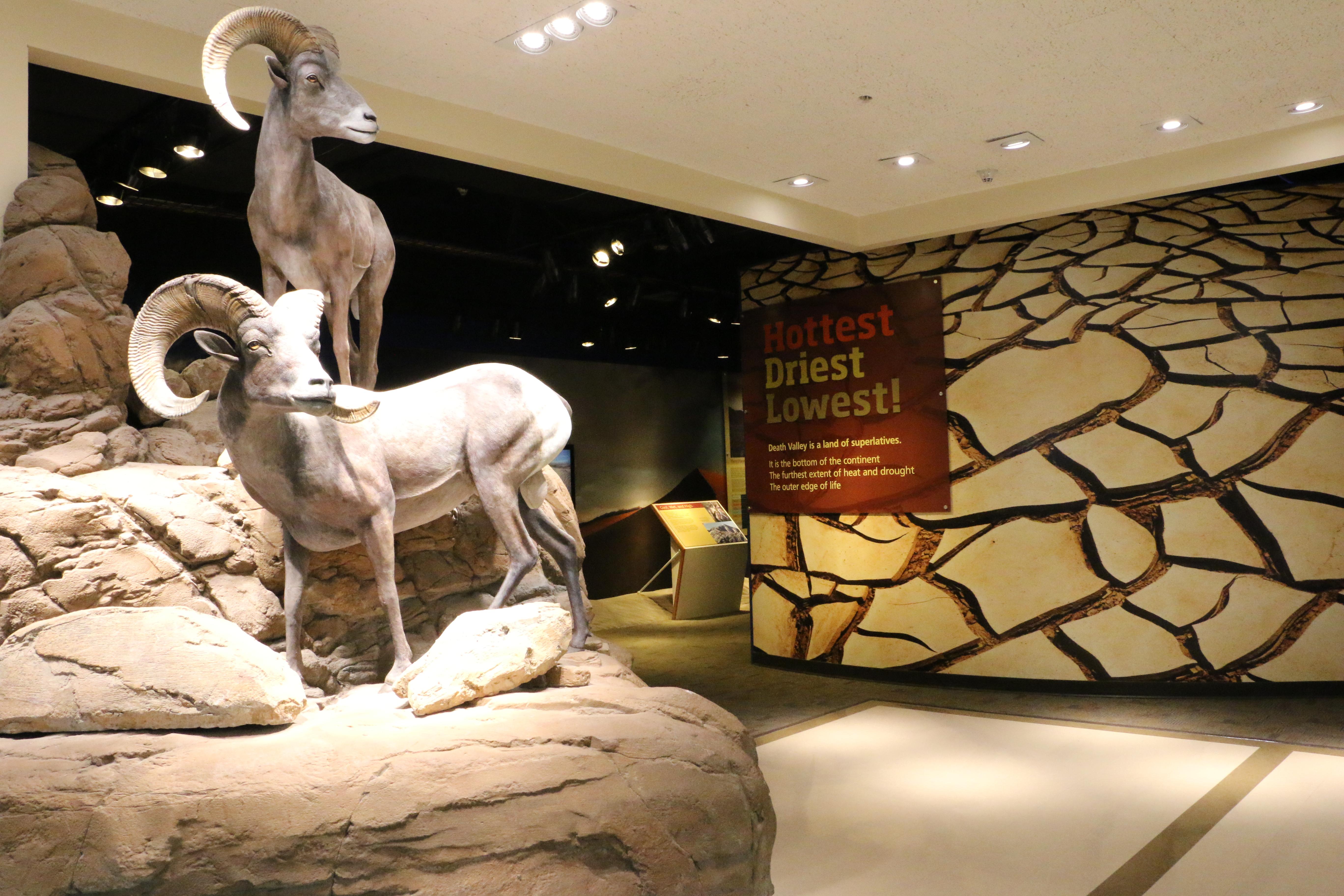 Statues of two life sized desert bighorn sheep on a rocky cliff with exhibit panels.