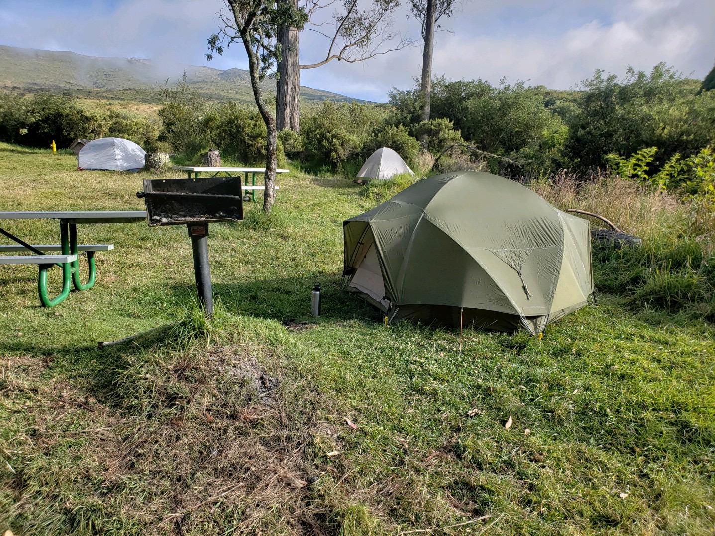 A gray tent is pitched next to a grill and picnic table. Tall shrubs and grass line the area.