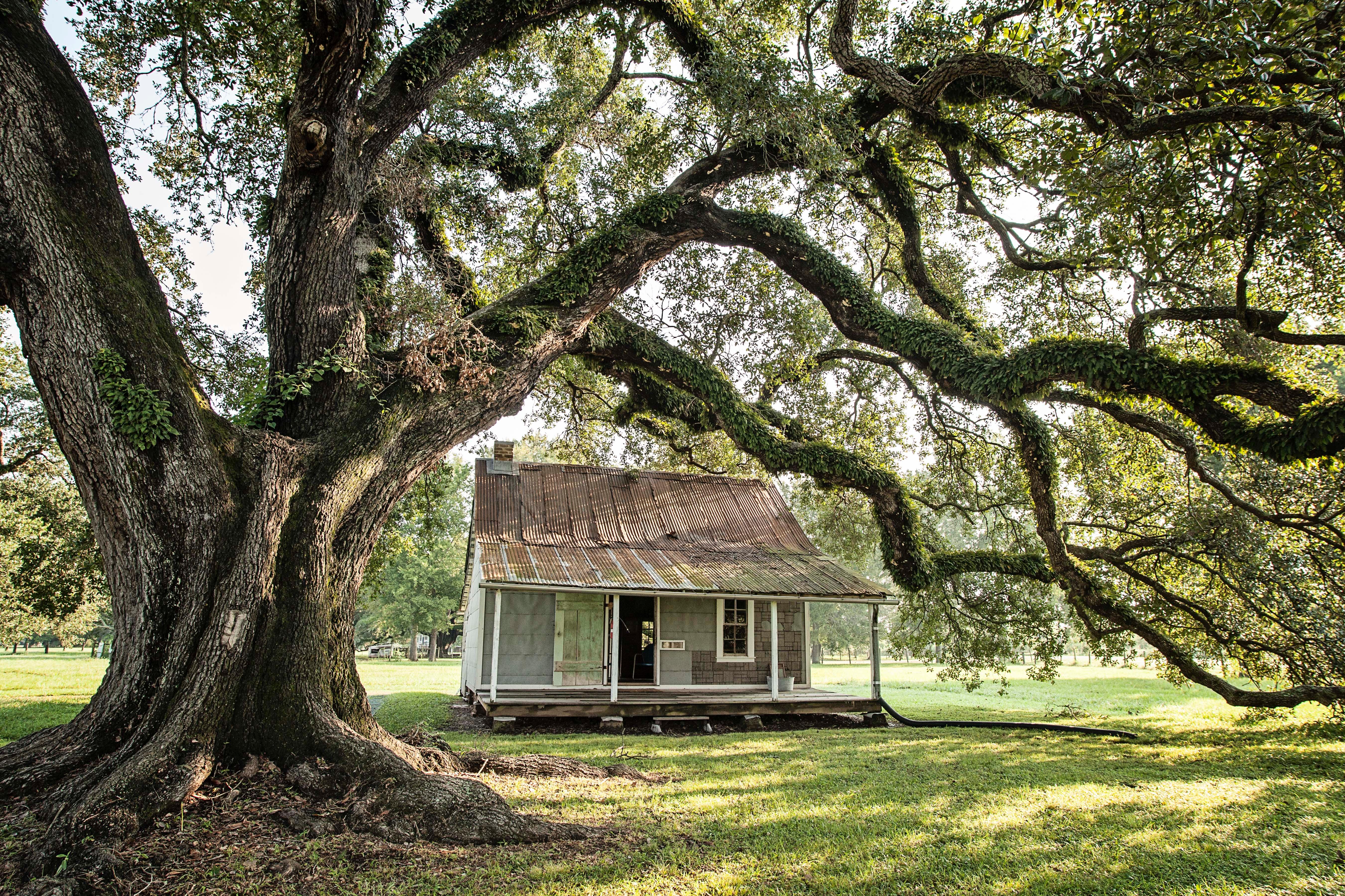 A small cabin sits beneath the branches of a Live Oak in the Oakland Plantation Quarters.