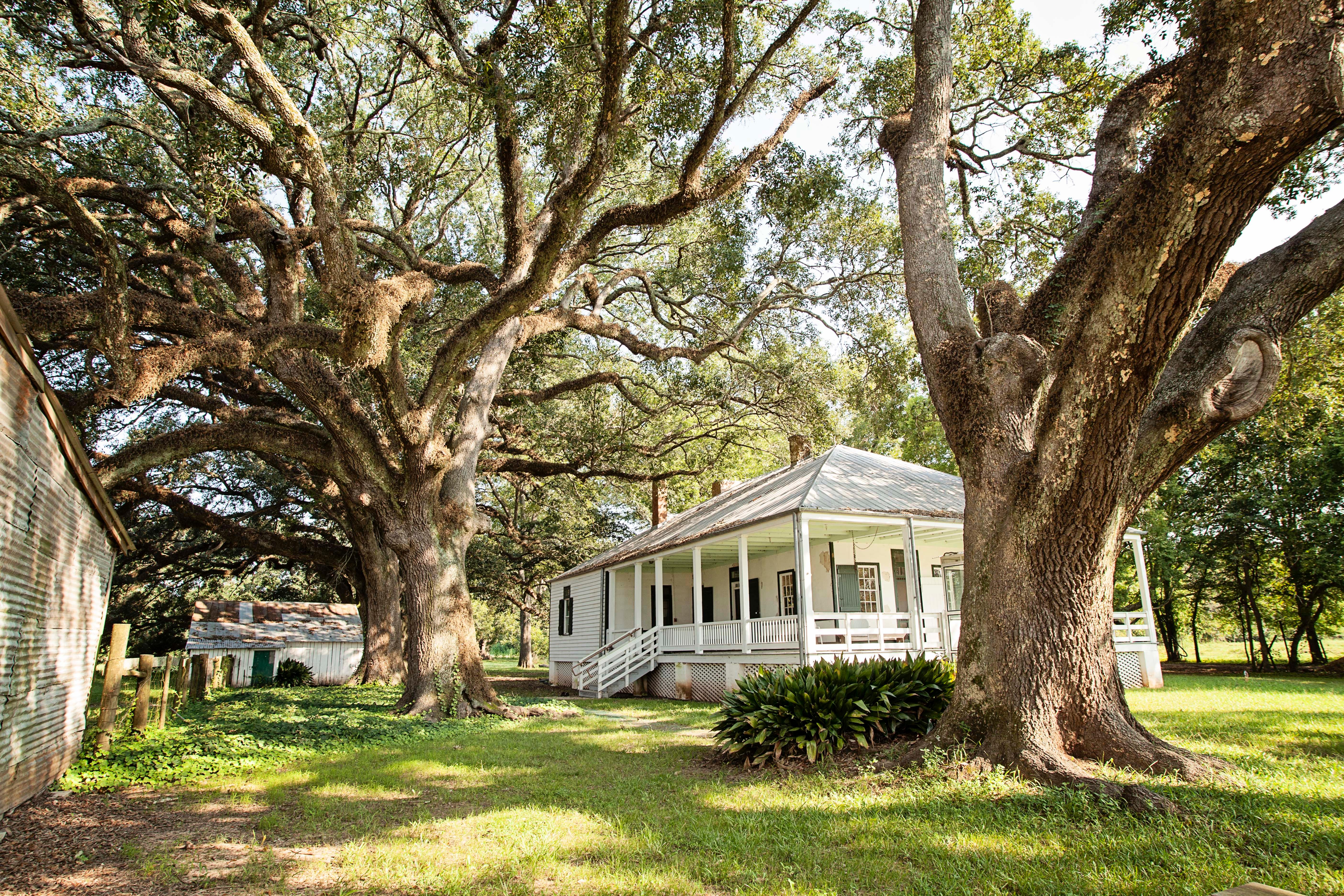 A raised Creole cottage surrounded by oak trees.