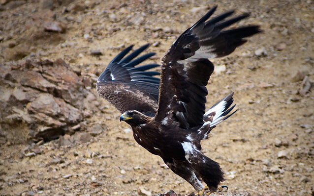 A golden eagle about to take flight from a rocky slope A golden eagle about to take flight from a rocky slope