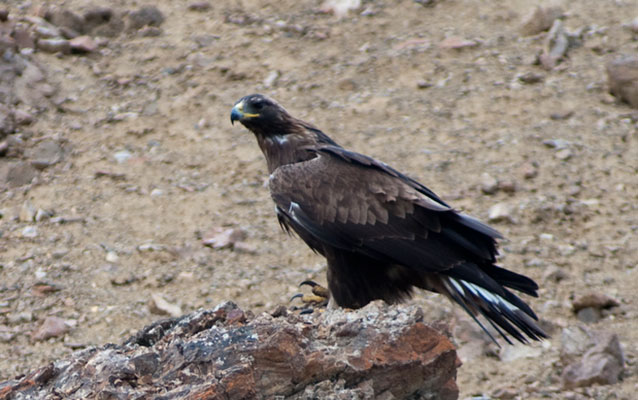 A golden eagle perched on rocks A golden eagle perched on rocks