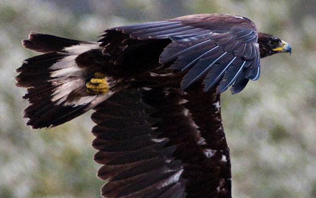 A golden eagle in flight A golden eagle in flight