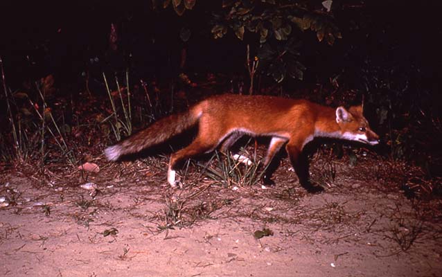 Red Fox on the Natchez Trace Red Fox on the Natchez Trace