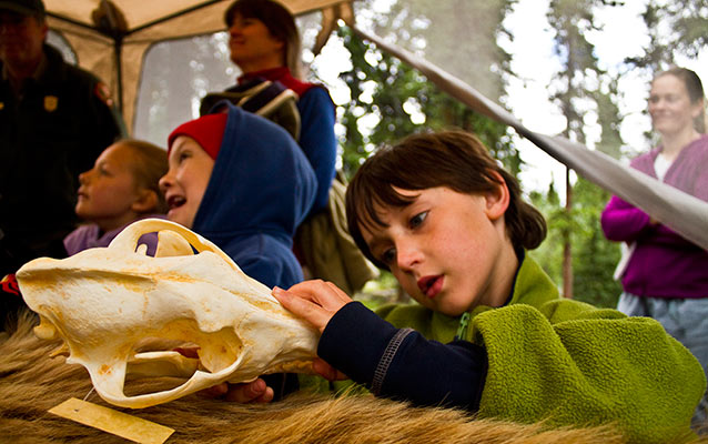 Child examining a skull