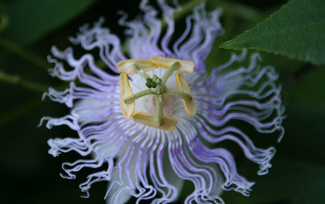 Passion flower plant found at Rock Spring Passion flower plant found at Rock Spring