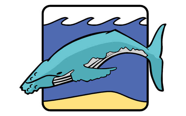 humpback whale