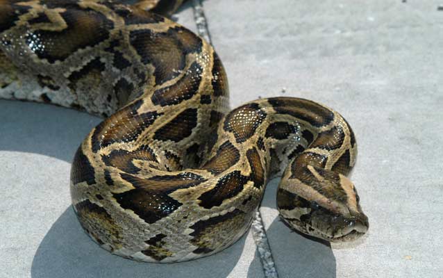 Burmese Python