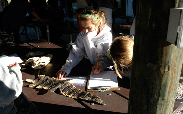 students feel an alligator skin