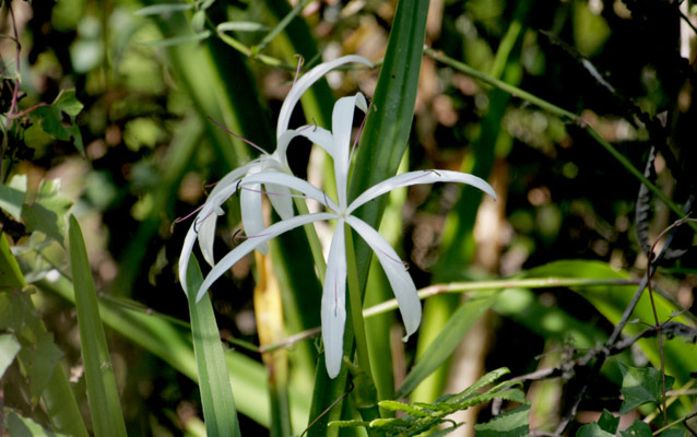 Swamp Lilly