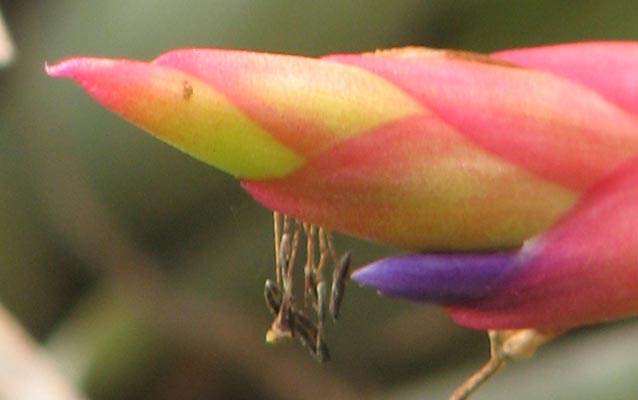Bromiliad Bromiliad