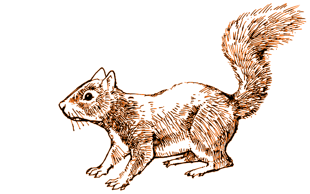 Squirrel Squirrel