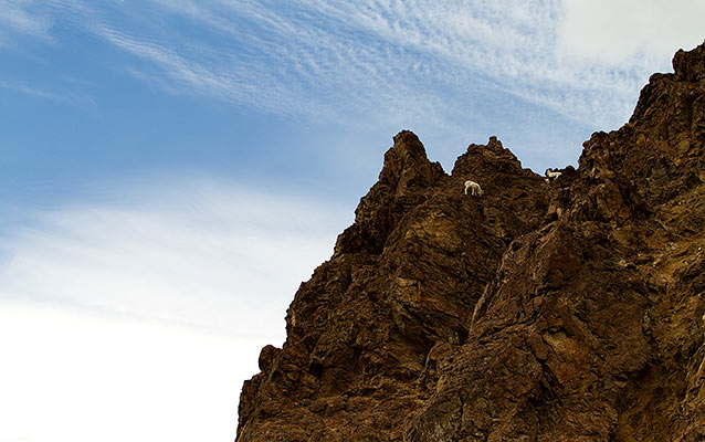 sheep high atop a mountain sheep high atop a mountain