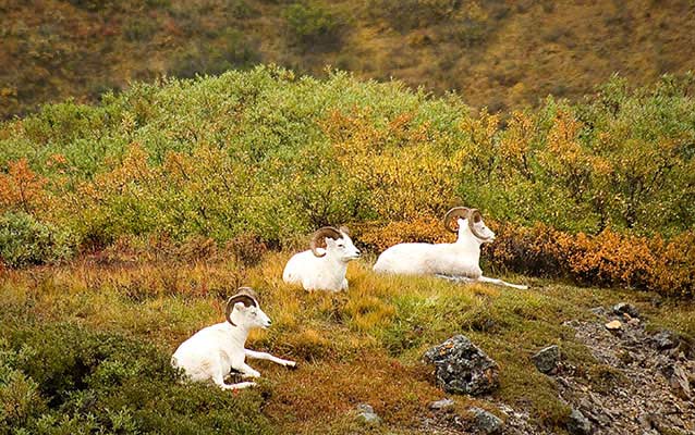 autumn scene of three sheep sitting amid orange, red and green foliage autumn scene of three sheep sitting amid orange, red and green foliage