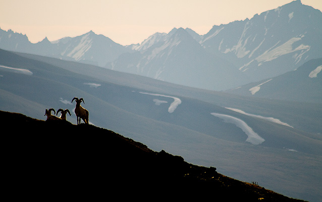 silhouetted Dall sheep on a ridge, mountains in the distance silhouetted Dall sheep on a ridge, mountains in the distance
