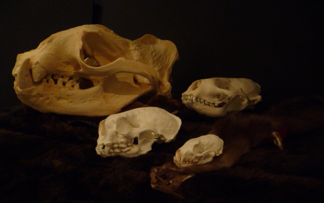 Four animals skulls of varying sizes, from large to small.