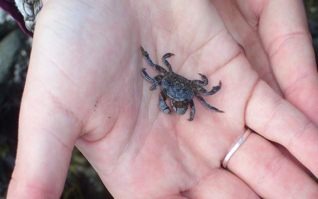 A close up of a small crab being held in the open palm of a hand.
