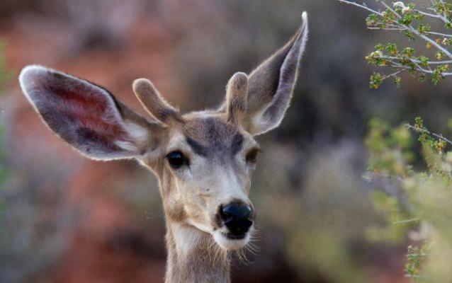 a mule deer with large ears and short, velvet-covered antlers