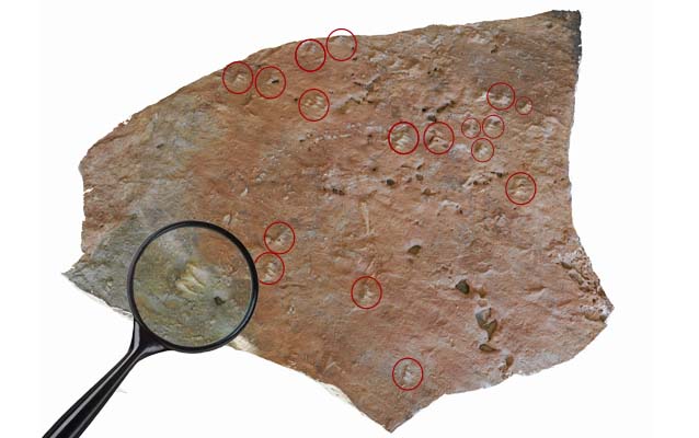 Fossilized turtle tracks Fossilized turtle tracks
