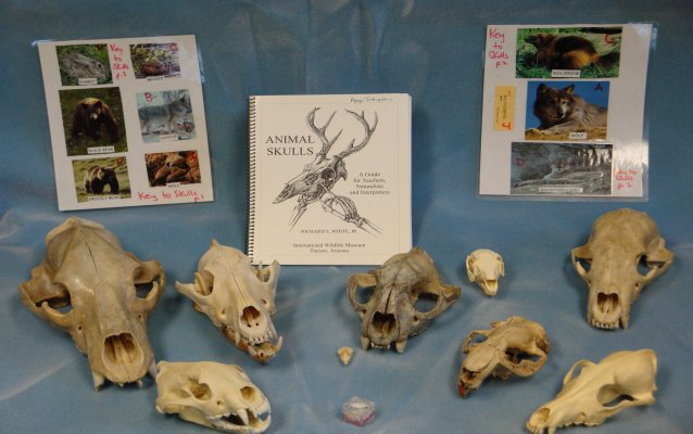 Spiral bound book, photos, and assortment of skulls