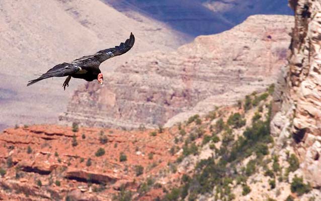 Condor soaring over Grand Canyon.