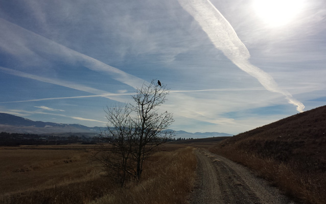 Hawk and trail at Grant-Kohrs Ranch Hawk and trail at Grant-Kohrs Ranch